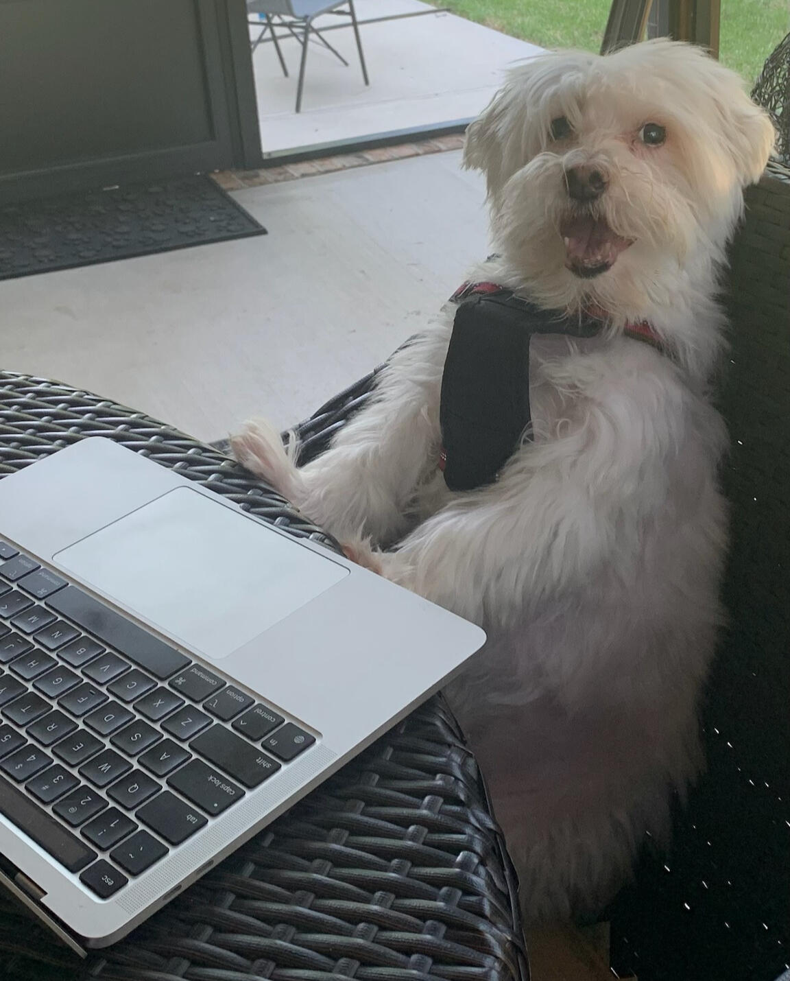 Romeo working - I love you, boy!